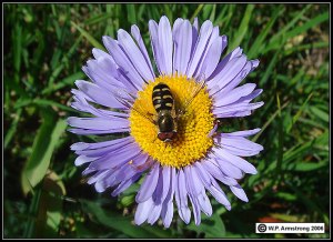Organic produce, apples, heirloom, grapes, blueberries, Nursery Snohomish
