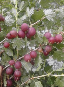 Gooseberry 'Black Velvet'