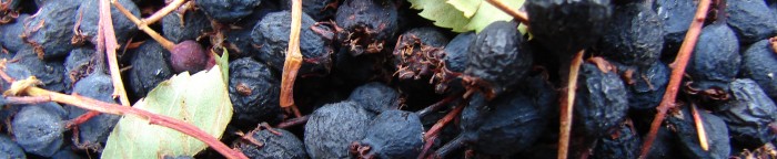 Serviceberries at skipley farm