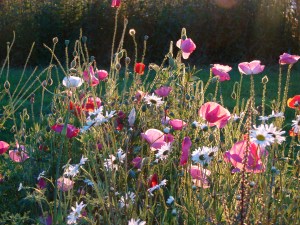 Nectary plants, Nursery, starts, seed