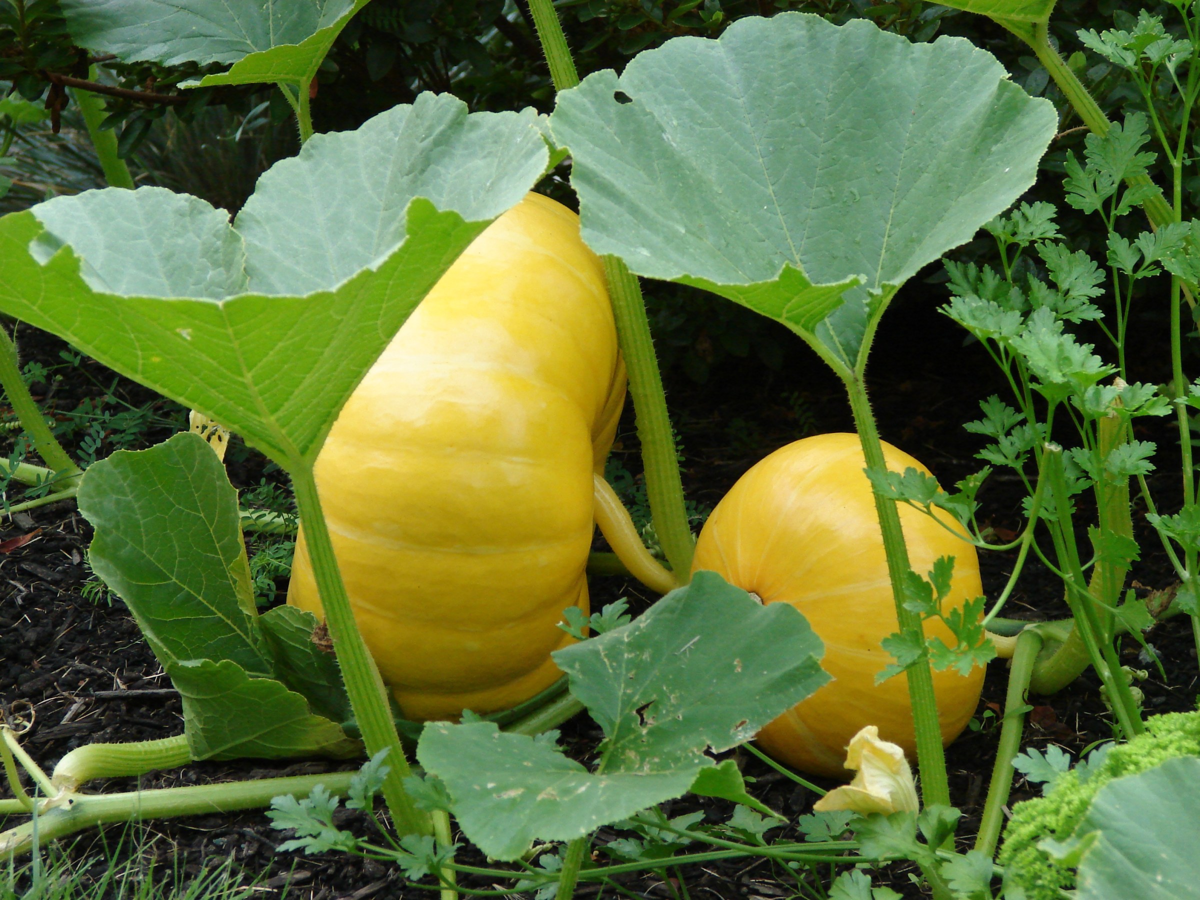 Cinderella squash at Skipley Farm