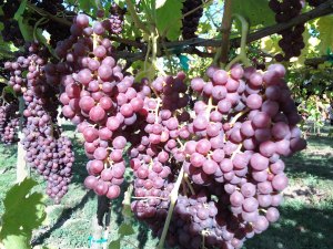 Seedless grapes in Snohomish Washington