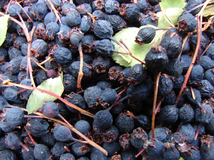 Dry serviceberries at skipley farm
