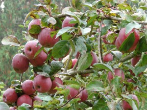 Pick your own Apples or Blueberries