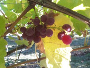Grapes in Snohomish Washington
