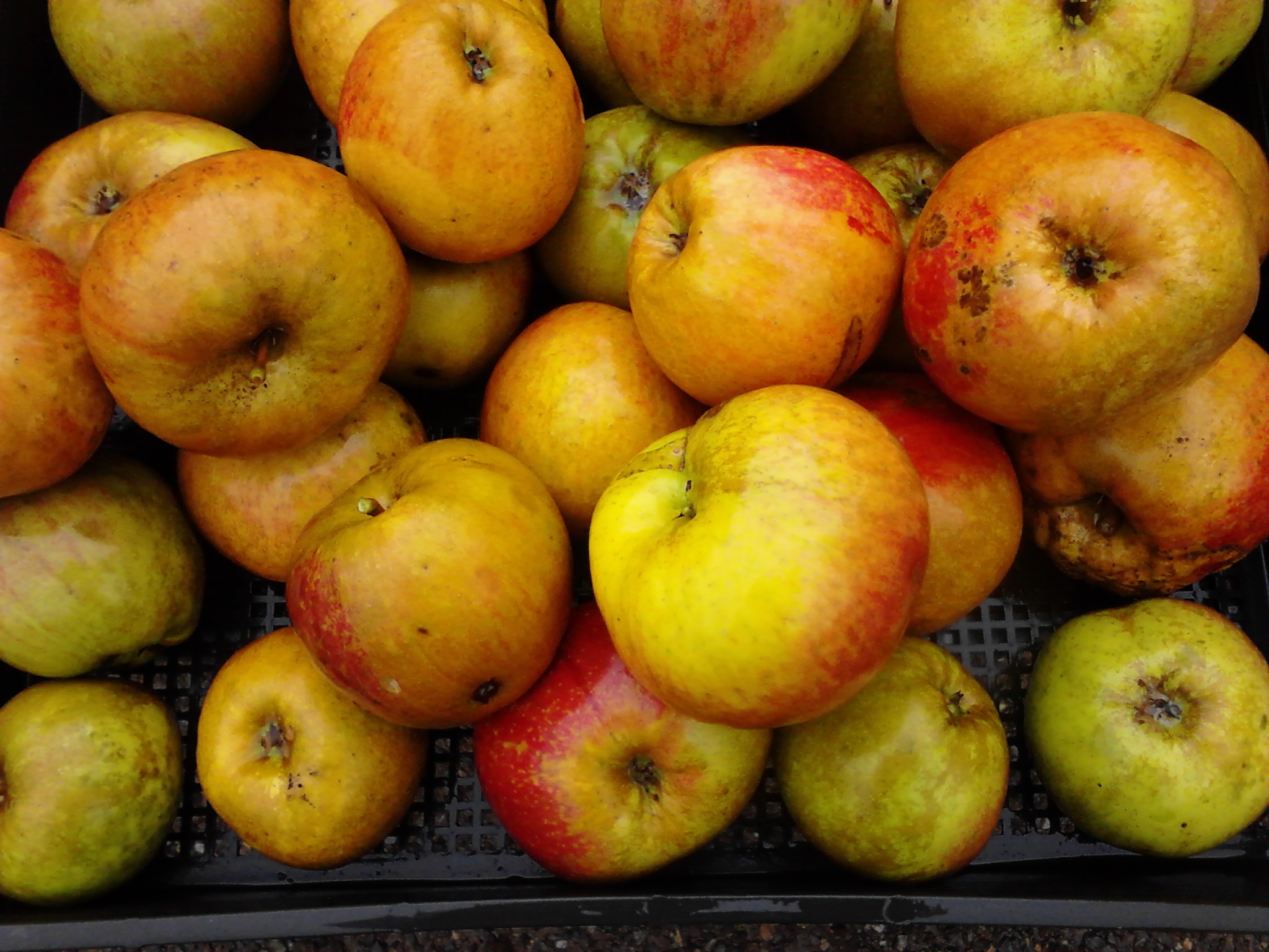 Heirloom apple Belle de Boskoop, pie, sauce, fresh