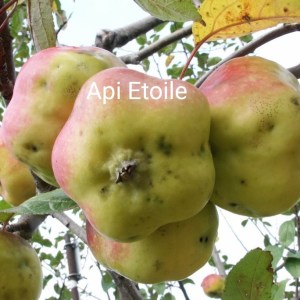 Skipley Farm Api Etoile