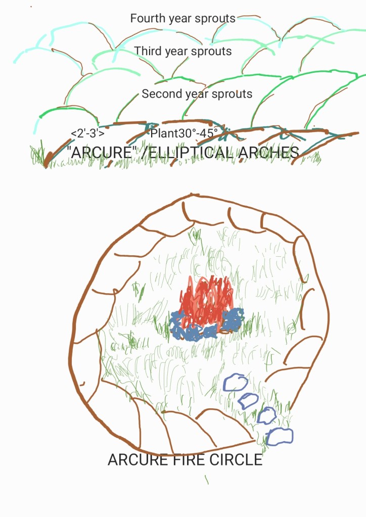 Espalier 'Arcure' / Elliptical Arches