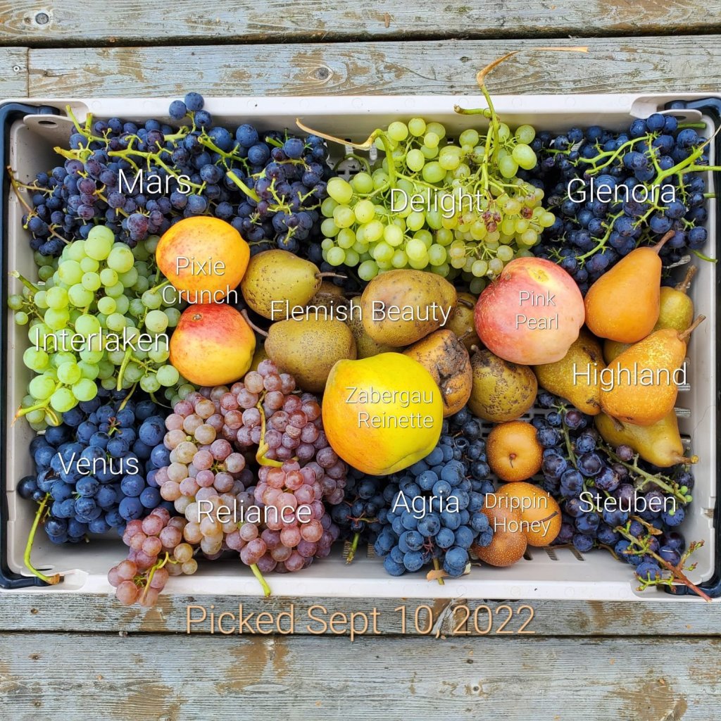 Apples Grapes Pears